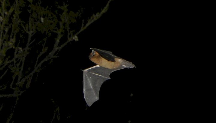 Pipistrelle en vol ©Barracuda1983/Wikimedia Commons